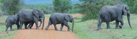 view-elephants crossing Mwanza, East Africa, Tanzania, Africa