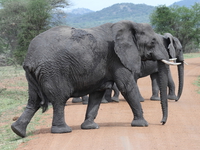 muddy elephant Mwanza, East Africa, Tanzania, Africa