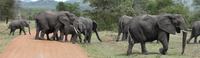 team elephants Mwanza, East Africa, Tanzania, Africa