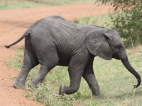 baby elephant in hurry Mwanza, East Africa, Tanzania, Africa