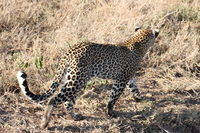 leopard looking Serengeti, Ngorongoro, East Africa, Tanzania, Africa