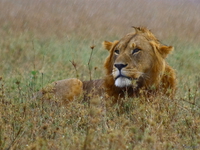 view--lion in the rain Mwanza, East Africa, Tanzania, Africa