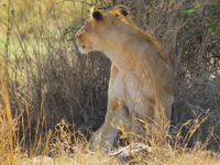 female lion Serengeti, Ngorongoro, East Africa, Tanzania, Africa