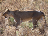 view--female lion Serengeti, Ngorongoro, East Africa, Tanzania, Africa