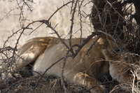 lions and tornado Serengeti, Ngorongoro, East Africa, Tanzania, Africa