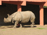 rhinocero 