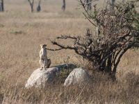 cheetah Serengeti, Ngorongoro, East Africa, Tanzania, Africa