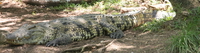 giant nile crocodiles Mombas, East Africa, Kenya, Africa