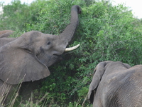 elephants of murchison falls reaching for food Murchison Falls, East Africa, Uganda, Africa