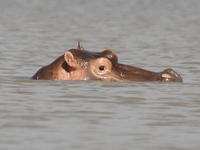 hippos_of_kenya