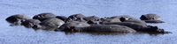 hippos_of_serengeti