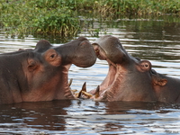 view--kissing hippopotamus Ngorongoro Crater, Arusha, East Africa, Tanzania, Africa