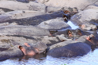 hippopotamus bird Ngorongoro Crater, Arusha, East Africa, Tanzania, Africa