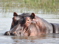 hidden hippos submarine Murchison Falls, East Africa, Uganda, Africa