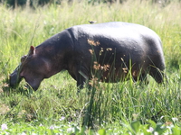 hungry hippo in murchison falls Murchison Falls, East Africa, Uganda, Africa