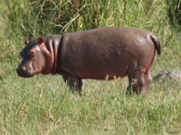 view--billy the pygmy hippo Murchison Falls, East Africa, Uganda, Africa