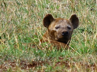 hyenas