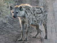 hyena at dawn Serengeti, Ngorongoro, East Africa, Tanzania, Africa