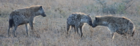 hyena says good morning Serengeti, Ngorongoro, East Africa, Tanzania, Africa