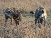 hyena fighting Serengeti, Ngorongoro, East Africa, Tanzania, Africa