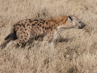 hyena Ngorongoro Crater, Arusha, East Africa, Tanzania, Africa