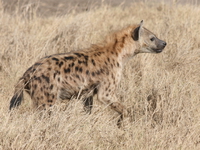 hyena Ngorongoro Crater, Arusha, East Africa, Tanzania, Africa