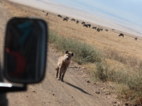 hyena hunting tourist Ngorongoro Crater, Arusha, East Africa, Tanzania, Africa