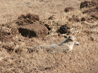 golden jackal Ngorongoro Crater, Arusha, East Africa, Tanzania, Africa