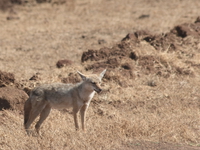 golden jackal Ngorongoro Crater, Arusha, East Africa, Tanzania, Africa