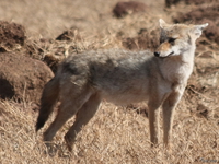 view--golden jackal Ngorongoro Crater, Arusha, East Africa, Tanzania, Africa