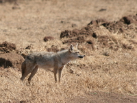 golden jackal Ngorongoro Crater, Arusha, East Africa, Tanzania, Africa