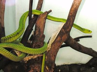 snakes_of_kenya