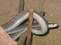 black mamba - nairobi snake park Nairobi, East Africa, Kenya, Africa