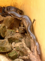 africa rock python - nairobi snake park Nairobi, East Africa, Kenya, Africa