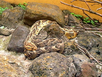 puff adder - nairobi snake park Nairobi, East Africa, Kenya, Africa