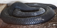 black spitting cobra - nairobi snake park Kisumu, East Africa, Kenya, Africa