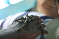 sea spider Diani Beach, East Africa, Kenya, Africa