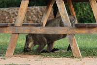 what hides under the picnic table Murchison Falls, East Africa, Uganda, Africa