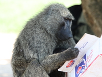 reading baboon Murchison Falls, East Africa, Uganda, Africa