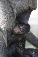 070925142214_mother_and_child_baboon_baby