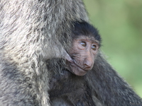 view--breast feeding the baby baboon Murchison Falls, East Africa, Uganda, Africa