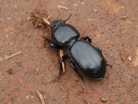 giant bettle Mtae, Ushoto, East Africa, Tanzania, Africa