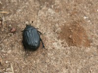 071020150034_tiny_mini_beetle