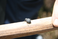 beetle on kilimanjaro Kilimanjaro, East Africa, Tanzania, Africa
