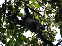 chimpanzee of budongo Murchison Falls, Kampala, East Africa, Uganda, Africa
