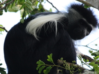 colombus monkey Diani Beach, East Africa, Kenya, Africa