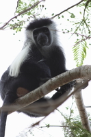 colombus monkey Diani Beach, East Africa, Kenya, Africa