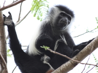 colombus monkey Diani Beach, East Africa, Kenya, Africa