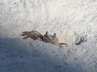sand crab Zanzibar, East Africa, Tanzania, Africa