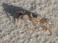sand crab Diani Beach, East Africa, Kenya, Africa